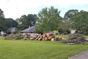 tree removal baton rouge