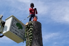 tree removal baton rouge